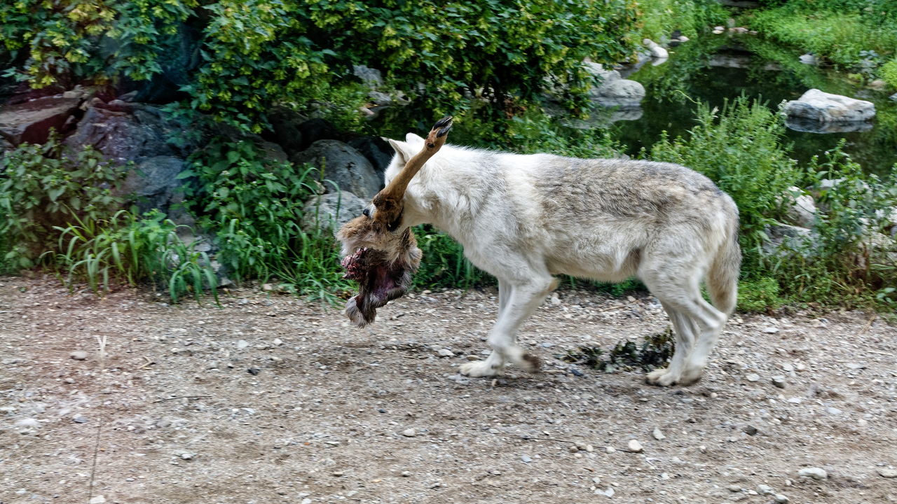 20190807-120620•International Wolf Center•Ely•Minnesota•USA